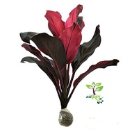 tanaman andong merah / hanjuang