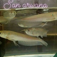 Ikan arwana silver red 10cm 12 cm