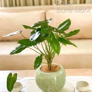 ( BISA COD ) Tanaman Hias Philodendron Burlemax Atau Philo Brekele / Tanaman Hidup Brekele Bunga Hia