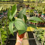 TKL - Epipremnum Pinnatum/Dragon Tail Plant Trailing Plant 麒麟尾