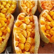 Pokok Cempedak Madu Hibrid ch28/ Cempedak King(Pokok Besar)