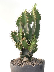 火山大戟｜Euphorbia viguieri ｜———｜塊根植物｜象牙宮｜龜甲龍｜曲刺妖炎｜橄欖｜象足漆樹｜多肉植物｜龍舌蘭｜嚴龍｜