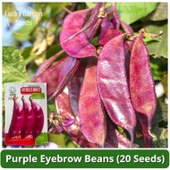 High Yield Purple Eyebrow Beans Seeds (20 Seed) Purple Hyacinth Bean Seeds Red Lentil Seeds Tanam Pa