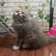 LARIS Kucing persia betina 2,5 bulan dilute calico cantik [PACKING