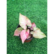 Caladium Keladi Kain Buruk Red Plant