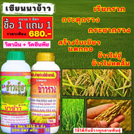 เซียนนาข้าว 1 แถม 1 ฮอร์โมนข้าว ฉีดพ่นทางใบ ปุ๋ยฉีดข้าว เรียกราก กระตุกรวง กระชากรวง สร้างใบเขียว แต