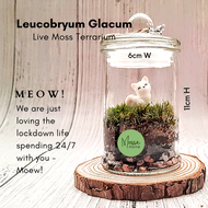 *MOSSanova* MINIATURE CAT MEOW Moss Terrarium Glass Jar Imported Fresh Live Moss from Netherlands (H