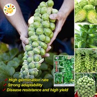 100% Fresh Organic Brussel Sprout Seeds (20 Seeds/pack) High Yield Rare Brussels Sprouts Vegetables 
