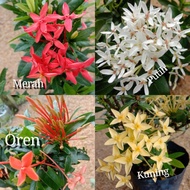 POKOK BUNGA IXORA /BUNGA JARUM/ JEJARUM