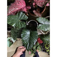 🔥Alocasia Plumbea Nigra 🔥 murah3 bulb/benih/anak pokok