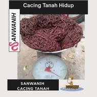 DIJAMIN CACING TANAH HIDUP 500GR