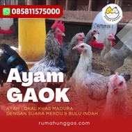 Ayam Gaok (Ayam Pelung Madura)