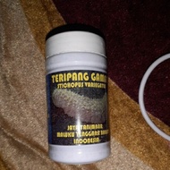 Promo 100 ORIGINAL QUALITY TERIPANG GAMAT JAYA TANIMBAR MALUKU