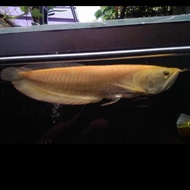 arwana silver albino 30 cm up
