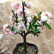 Begonia Potted Plant Four Seasons Blooming Easy to Care Flower Plant Indoor Garden Longevity Crown B