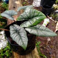 alocasia bisma borneo