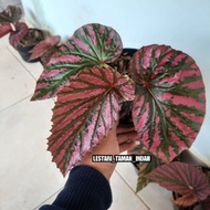 (0_0) tanaman begonia rex walet brevirimosa ("_")