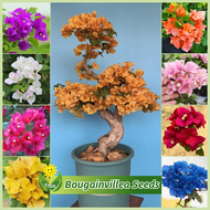 Legit Mixed Color Bonsai Bougainvillea Seeds for Planting &amp; Gardening (70 Seed) Dwarf Bougainvillea Live Plant Flower Seeds Ornamental Potted Flowering Plants Seeds Indoor Plants Real Plants Garden Flower Plant Seeds buto ng bulaklak Easy To Grow Flowers