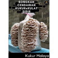 Bongkah Cendawan Kukur@kulat sisir (READY STOK )(20 bongkah max per order)