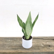 Sansevieria Moonshine/ 白玉虎尾兰 / Pokok Lidah Jin/ Indoor Plant/ Snake plant/ Indoor Plant