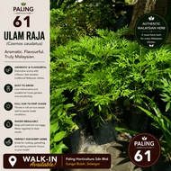 [Paling Horticulture Sdn Bhd] Pokok Ulam Raja Hidup  | Cosmos Caudatus | Pokok Herba Hidup | Herb Pl