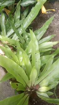 Simbar kadaka