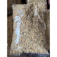 [QQ PET SHOP] PADI AYAM (REPACK 1KG)