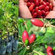 Anak Pokok Ajaib(Dlm Polybag)