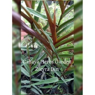 Halia Hitam (Alpinia Luteocarpa)