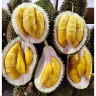ANAK POKOK DURIAN MUSANG KING (D197) HYBRID