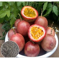 Biji Benih Pokok Markisa/ Passion Fruit Seed /进口红黄百香果种子 15 seed per pack//Yellow passion fruit