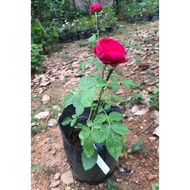 Red eden Climbing Rose 35-45cm