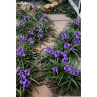 Pokok Bunga Ruellia PURPLE DWARF