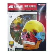 4D MASTER Human模型/ 彩色頭骨/ 26087