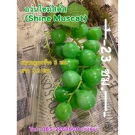 Shine Muscat Grape Model Sold With Box Beautiful And Realistic.
