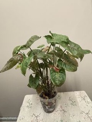 斑葉合果芋盆栽