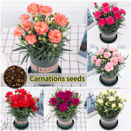 ปลูกง่าย เมล็ดสด100% เมล็ดพันธุ์ ดอกคาร์เนชั่น บรรจุ 200เมล็ด คละสี Carnation Flower Seed เมล็ดดอกไม้ บอนสีราคาถูก เมล็ดบอนสี ต้นไม้มงคล บอนสี ดอกไม้ปลูกสวยๆ เมล็ดพันธุ์ดอกไม้ ไม้ประดับ ไม้ดอก พันธุ์ดอกไม้ ดอกไม้ปลูก แต่งบ้านและสวน Seeds for Planting