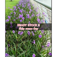 Keratan pokok bunga ungu mexican petunia ruellia