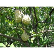 Xả hết---- cây na đài loan giống chuẩn giống F1  cây đẹp giống chuẩn