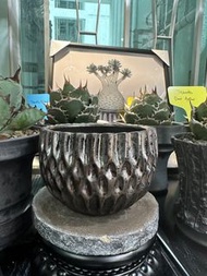 高質日式🇯🇵陶瓷手造鉢，有質感，塊根漆樹橄欖仙人掌多肉觀葉植物花盆鉢🔥（如果有需要其他尺寸大小盆，亦歡迎查詢）