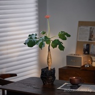 Buddha Belly Begonia Potted Plant Zen Ornament Green Plant Flowering All Seasons Drought Resistant E