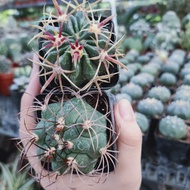 ABBY LE SHOP CACTUS @ Ferocactus latispinus