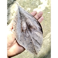 K3pompong leaves seasan9 wes1kunin9