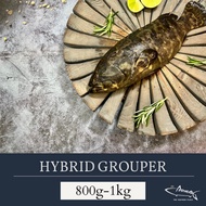 [Batang King] Fresh Hybrid Grouper 龙虎斑 (Whole Fish 800g)