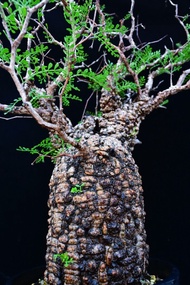 (415) 滿瘤列加氏漆樹　The elephannnt tree/ Operculicarya decaryi / 塊根植物 Caudex / 另售象牙宮、龜甲龍、念珠橄欖、橄欖樹、象足漆樹
