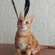 kucing munchkin geneta 6 bulan