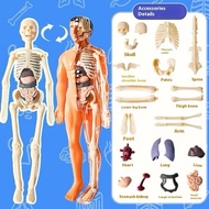 Human Body Anatomy Torso Model Doctor Toy Human Body organ Human Body Torso Medical Practice Tool / 