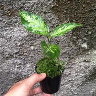 Aglaonema Pictum(tricolor)/tanaman hias