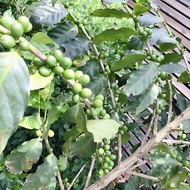 生豆 鑠咖啡 瓜地馬拉 弗賴哈內斯 愛貝絲莊園 鐵克稀客波旁 日曬