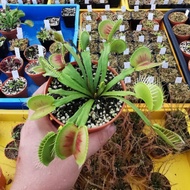 Giant Usually Upright Clone Dionaea Muscipula "Dingley Giant" Venus Flytrap Carnivorous Plant